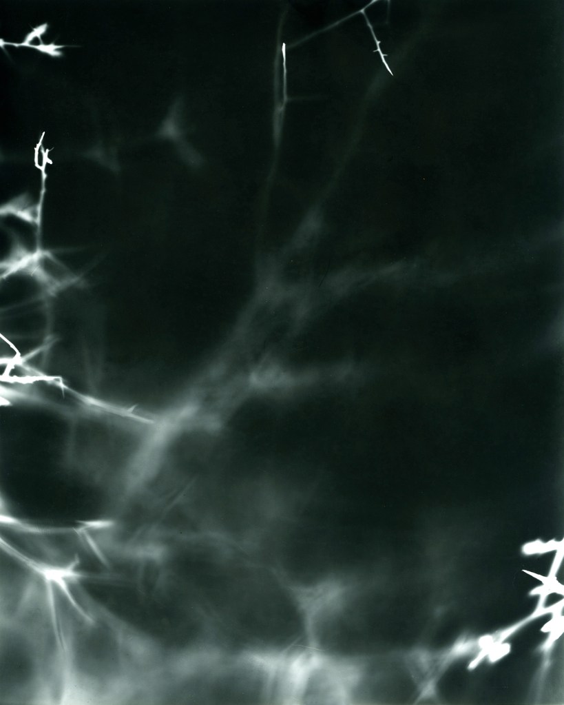 cole caswell colecaswell source everglades