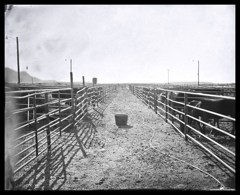 cole caswell colecaswell peripheral subsistence tintype